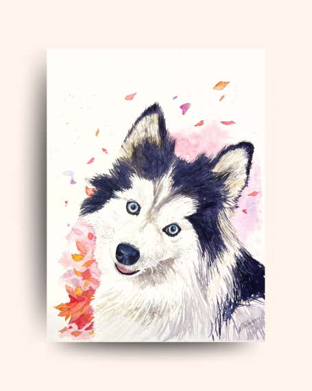 portrait d'un Pomsky