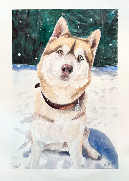 Peinture personnalisée d'Aquarelle chien de race husky, assis dans la neige, avec un regard curieux.